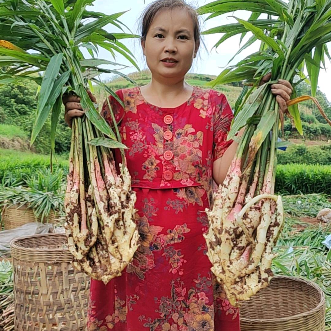 小五蔬菜种植