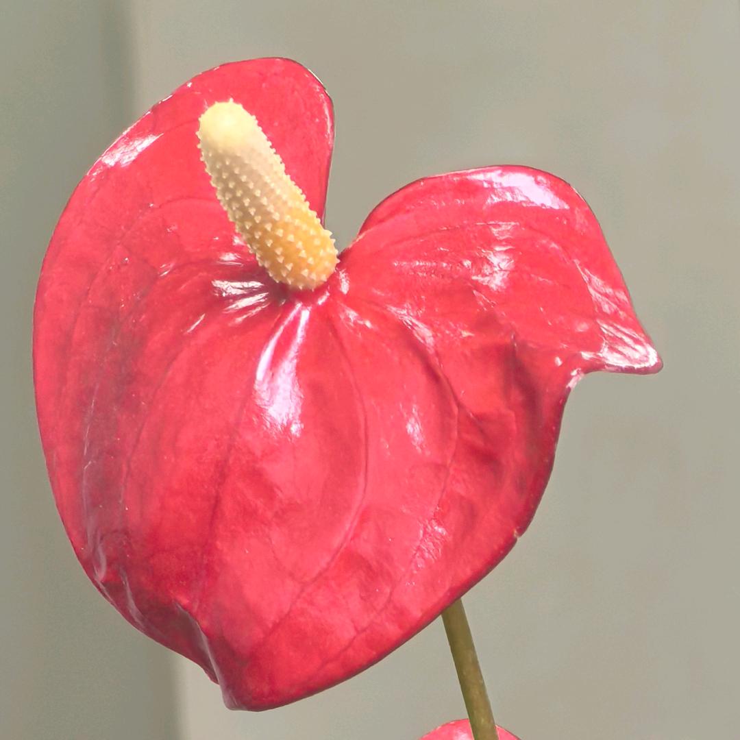 要开心吖😸💋