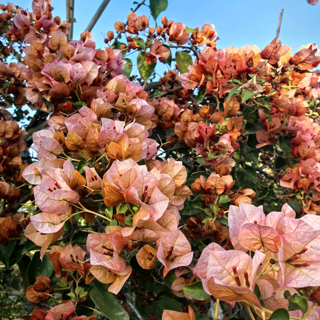 花影的花