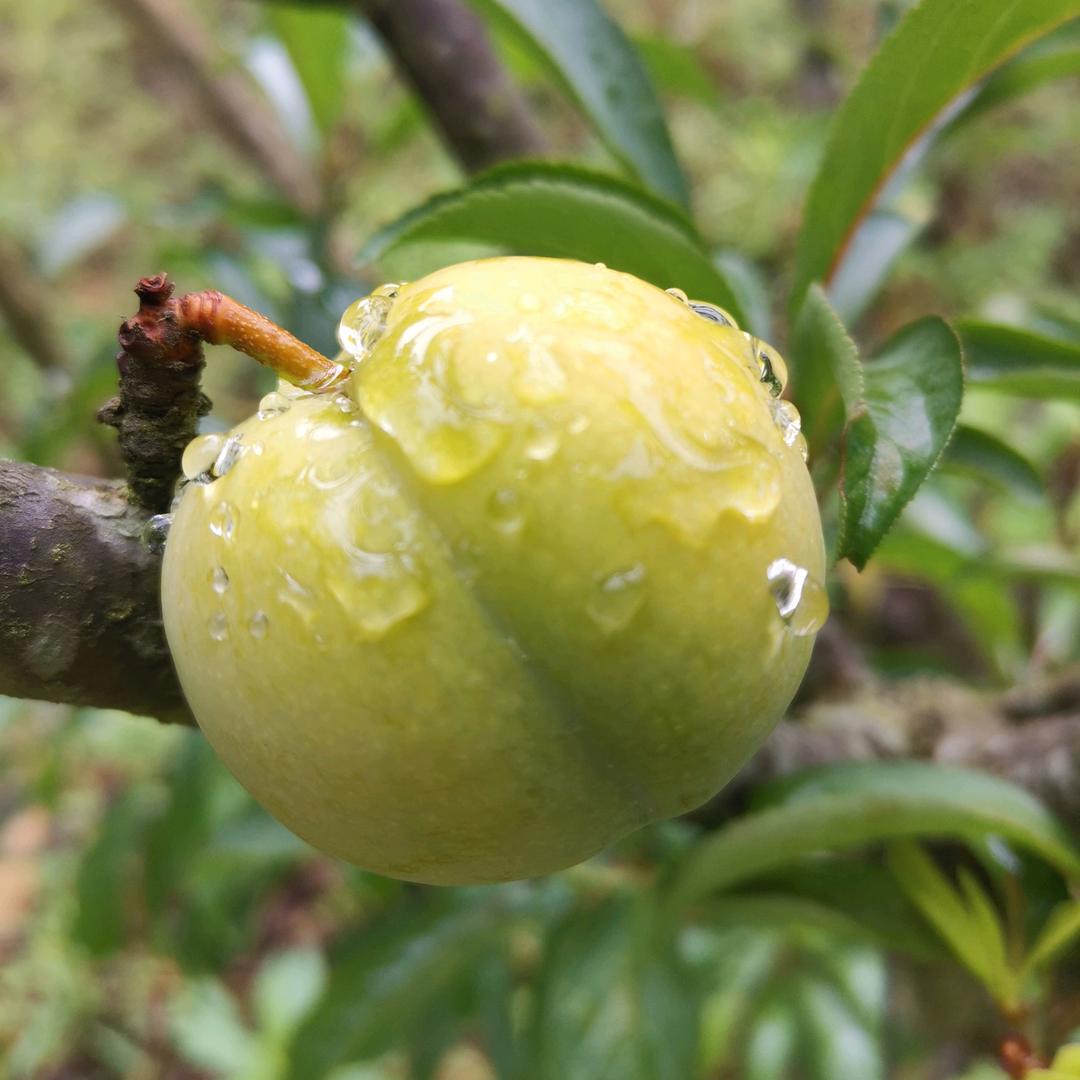 卢超超 六马蜂糖李苗圃基地