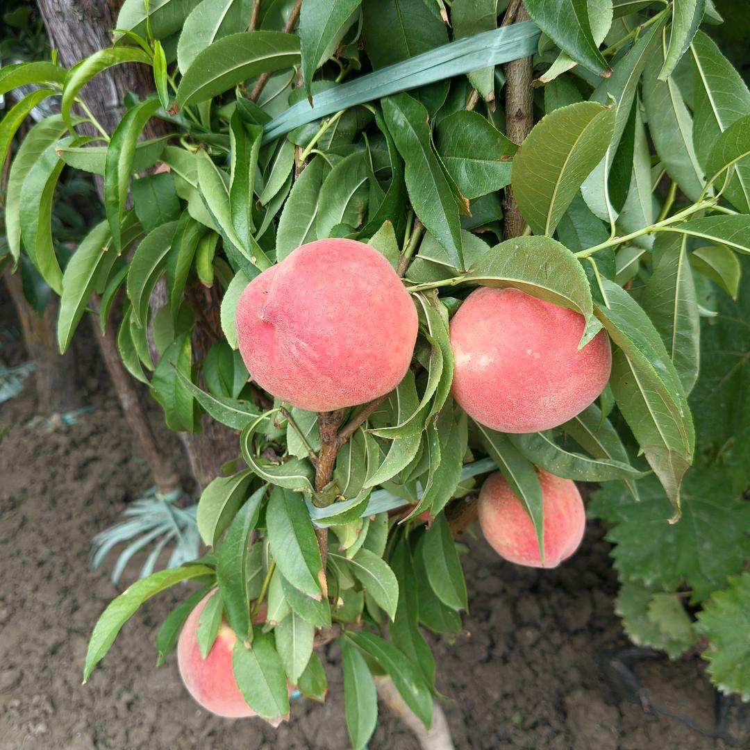 欧阳！果树苗圃。