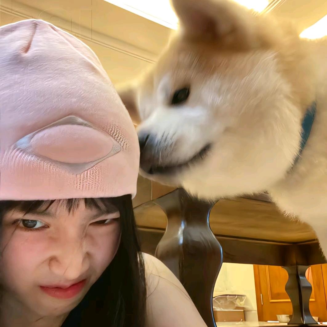 小橘猫