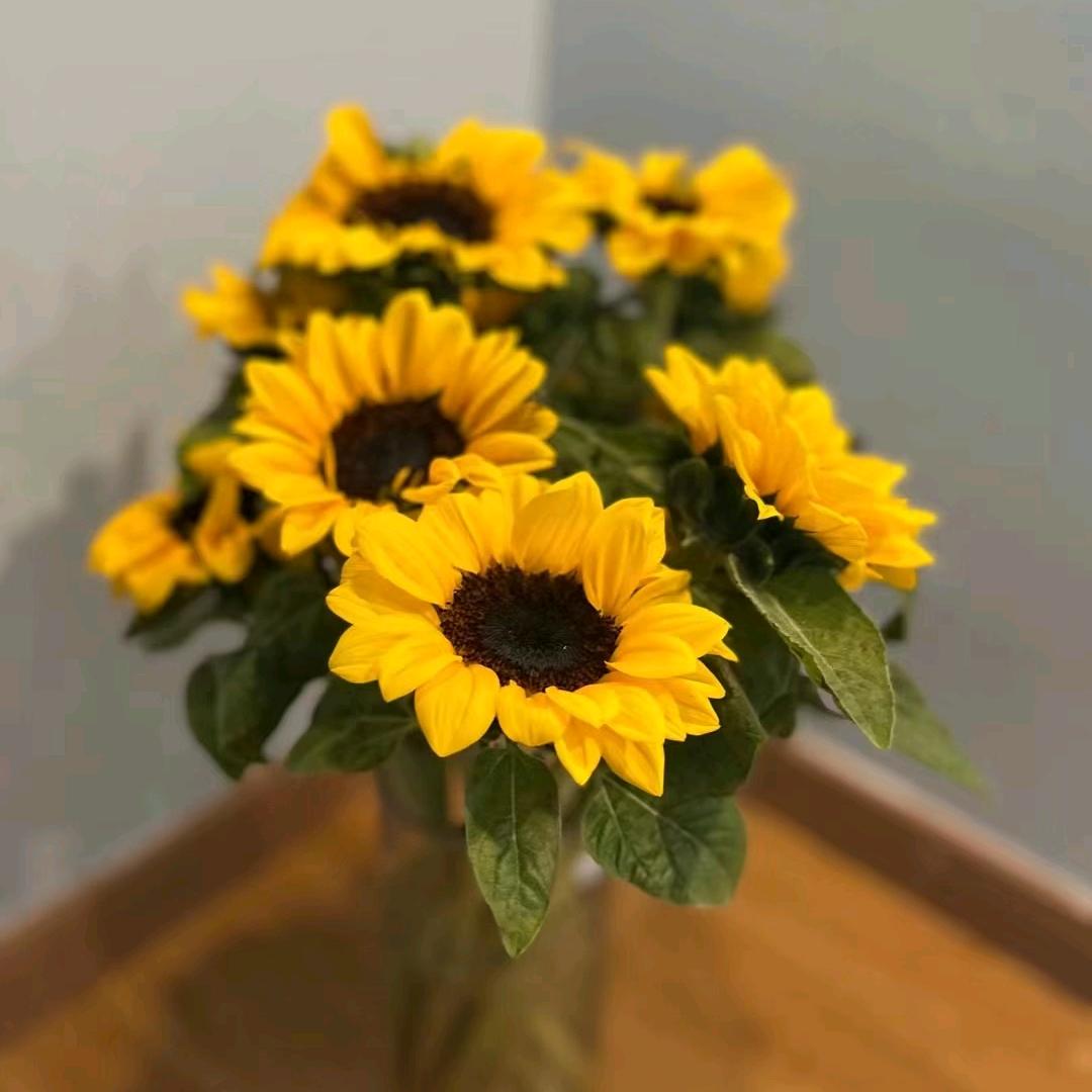 向阳花🌸
