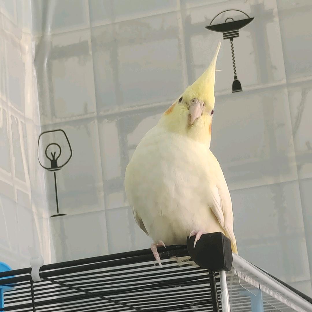 布叮是个小玄凤