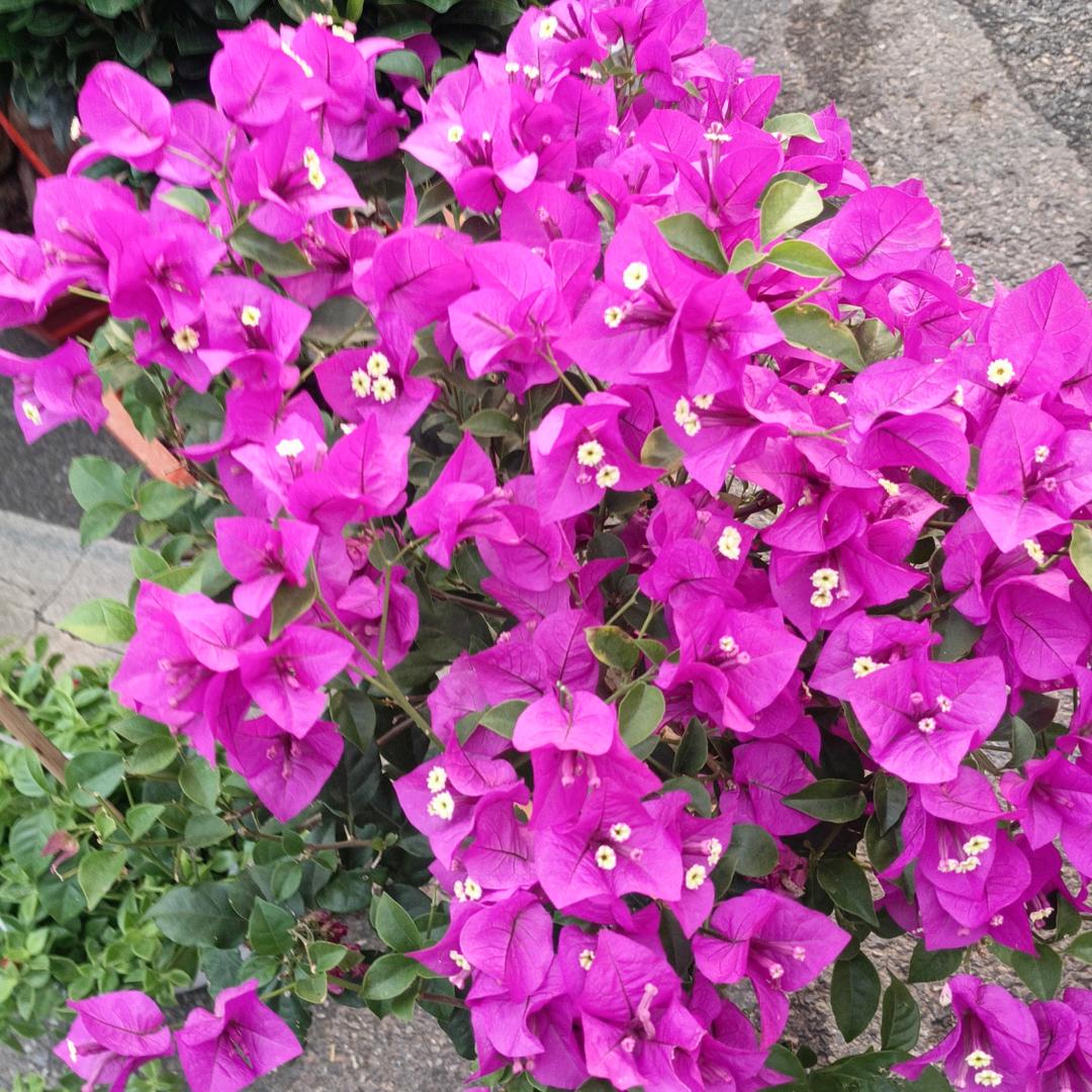 王绍芹