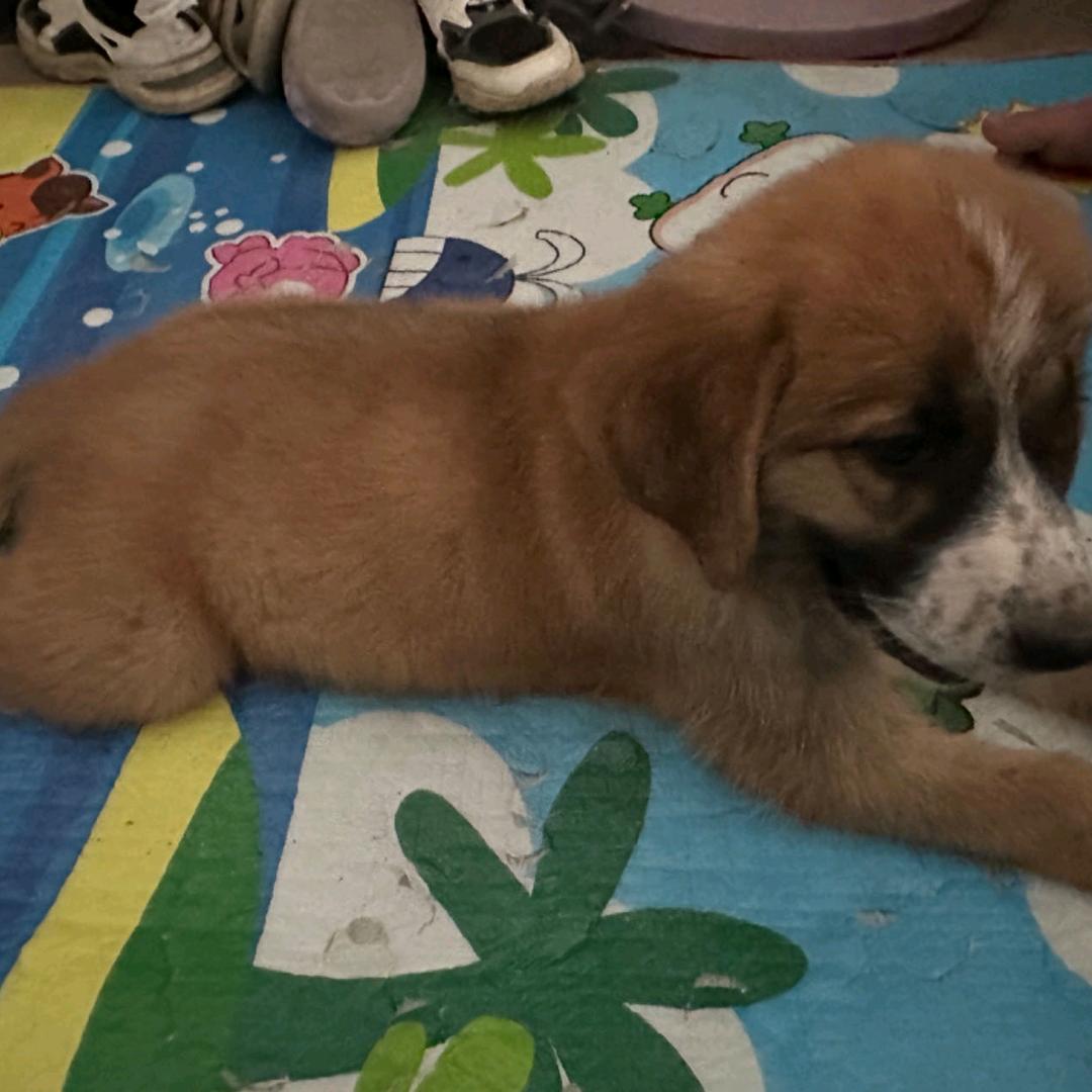 河源，专业收大狗小狗，狗苗批发！