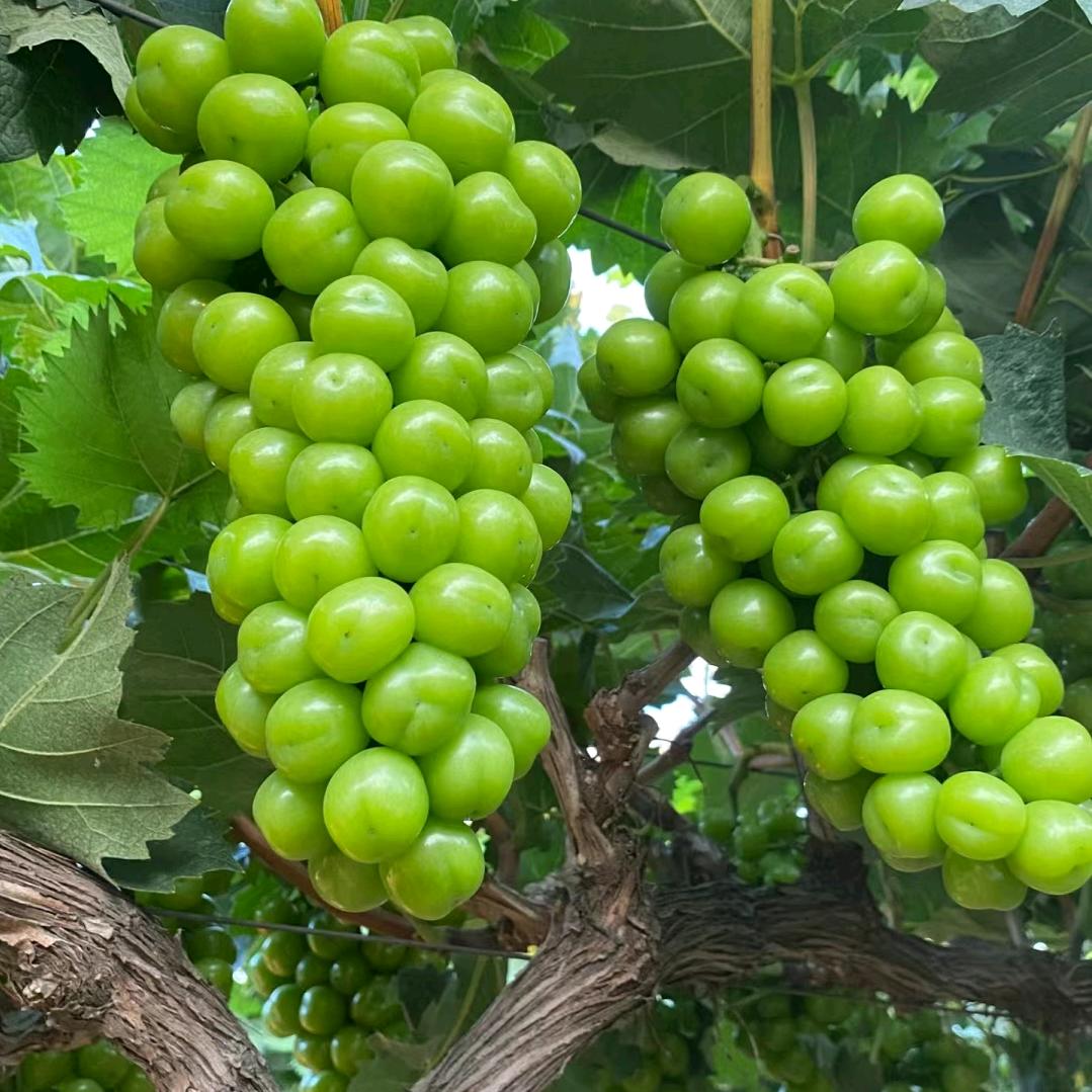 江老师说葡萄