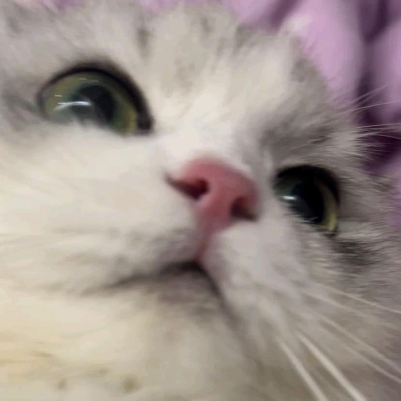 猫头1