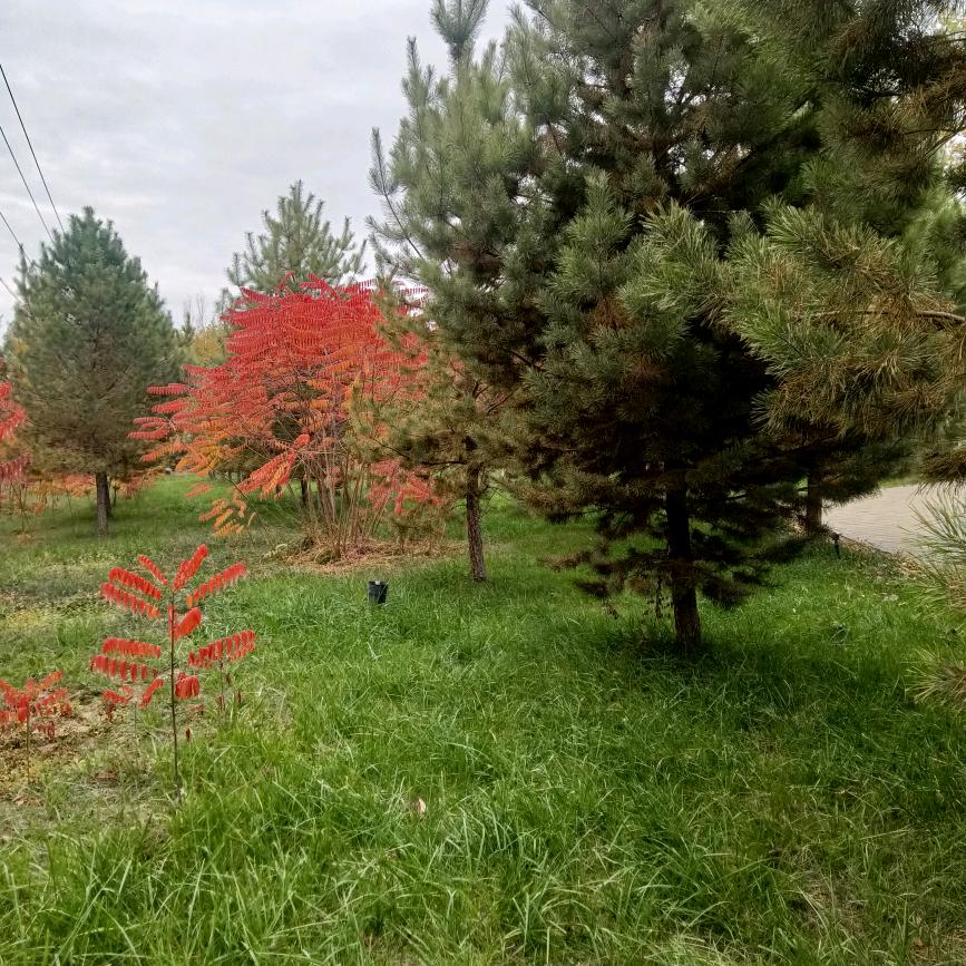 用户96172584910叶子姐