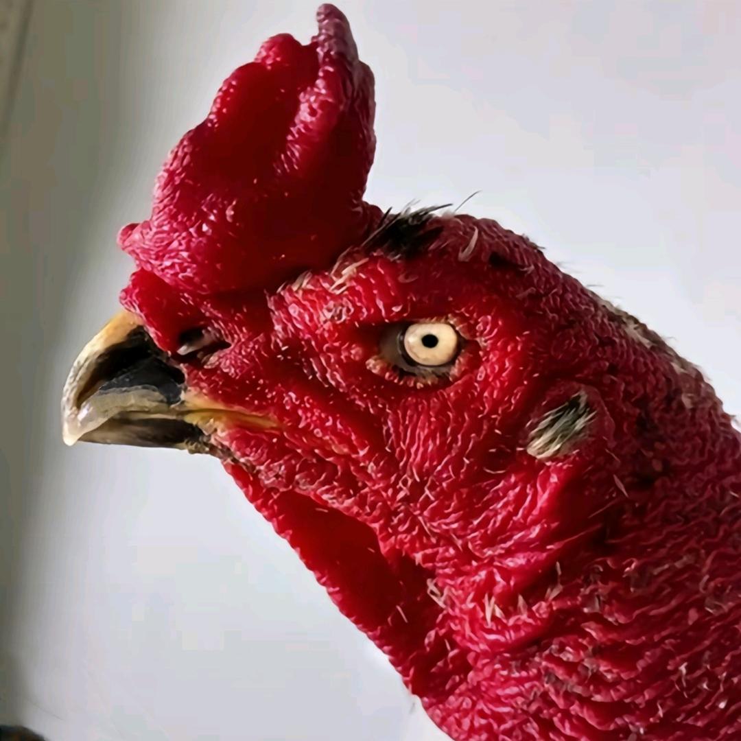 辣子鸡🐓