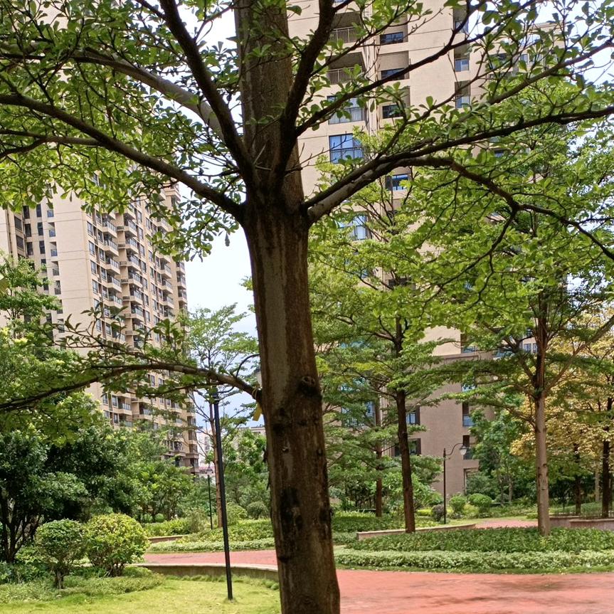 💑孤傲的狼💏