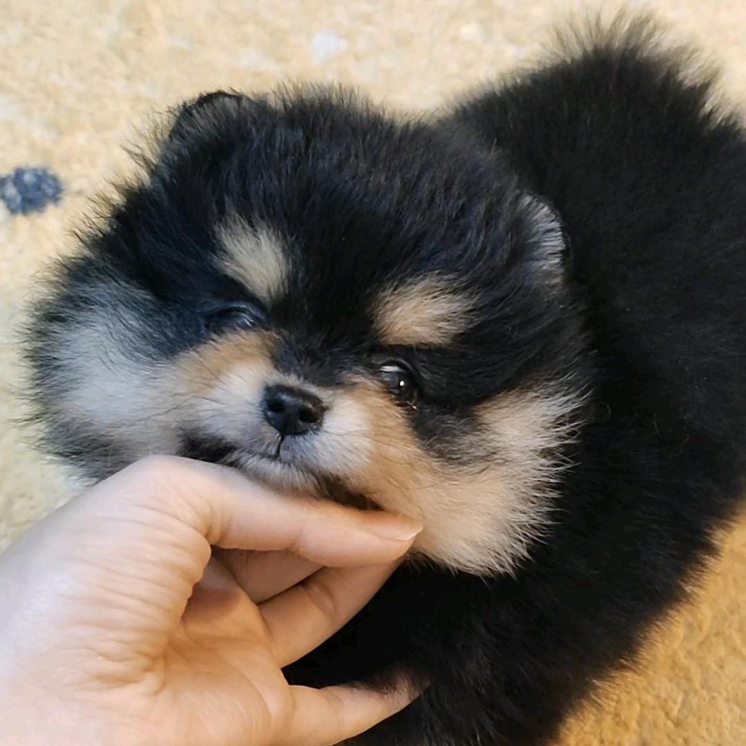 糖糖时光精品宠物3