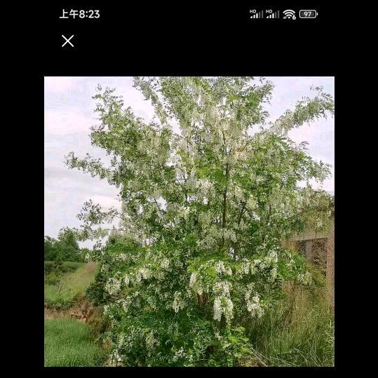 老实人
