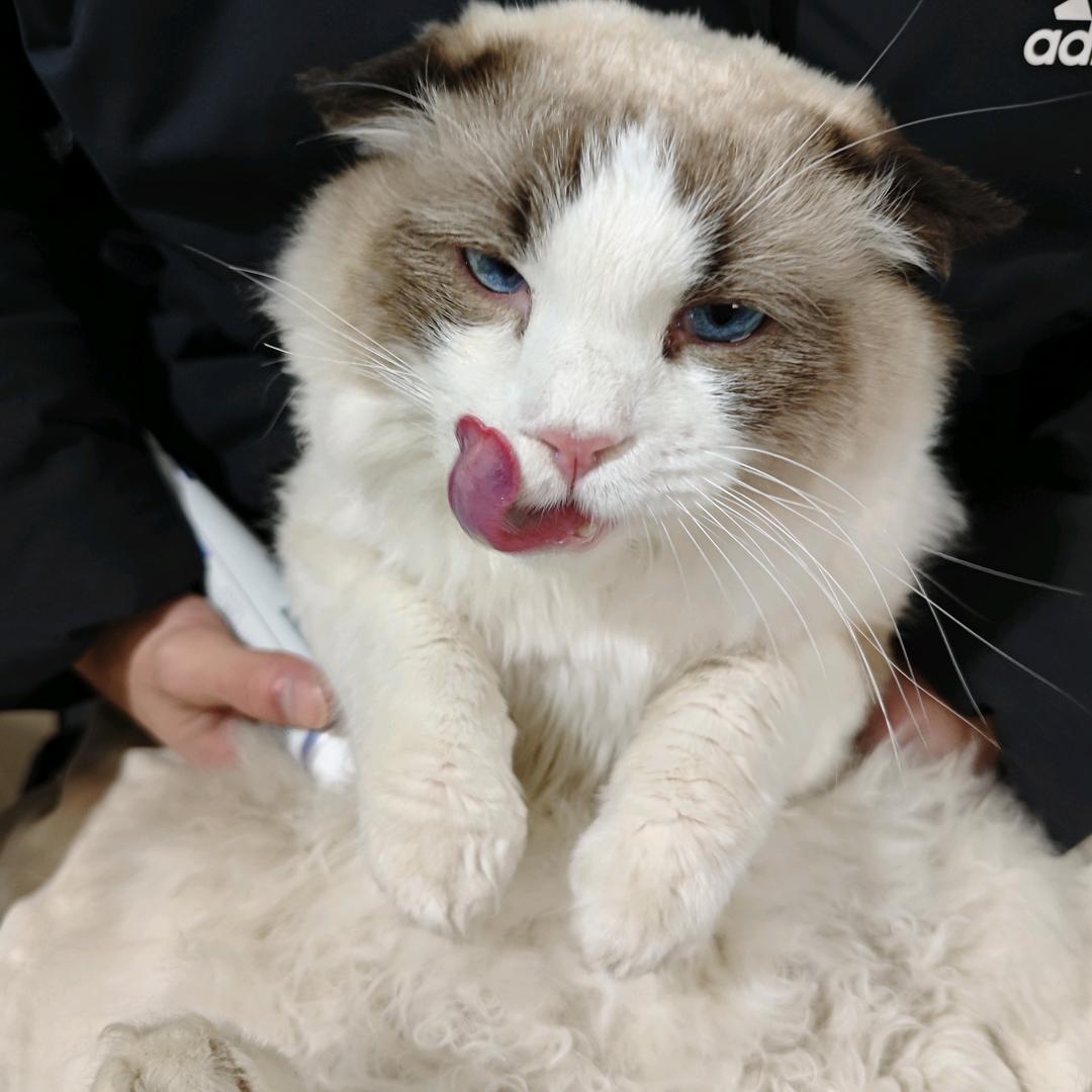 屁丸
