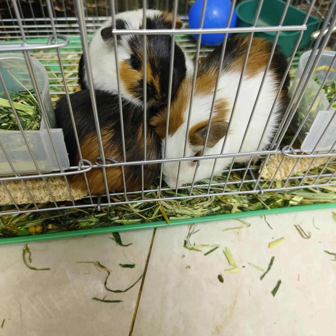 王杰经贸~纯棉老粗布