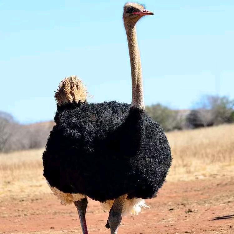 宁夏鸵王☞双禽特色养殖