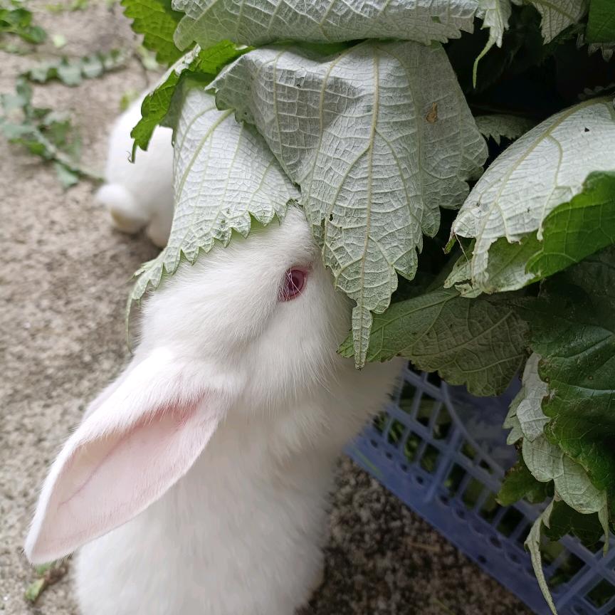 狂奔的兔子🐰