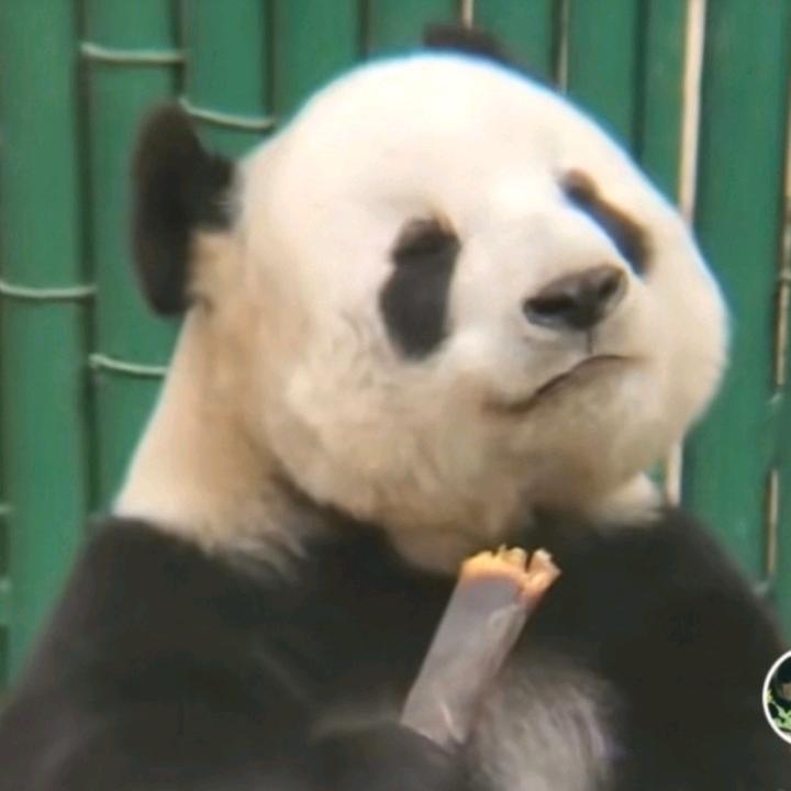 东方🐼成功