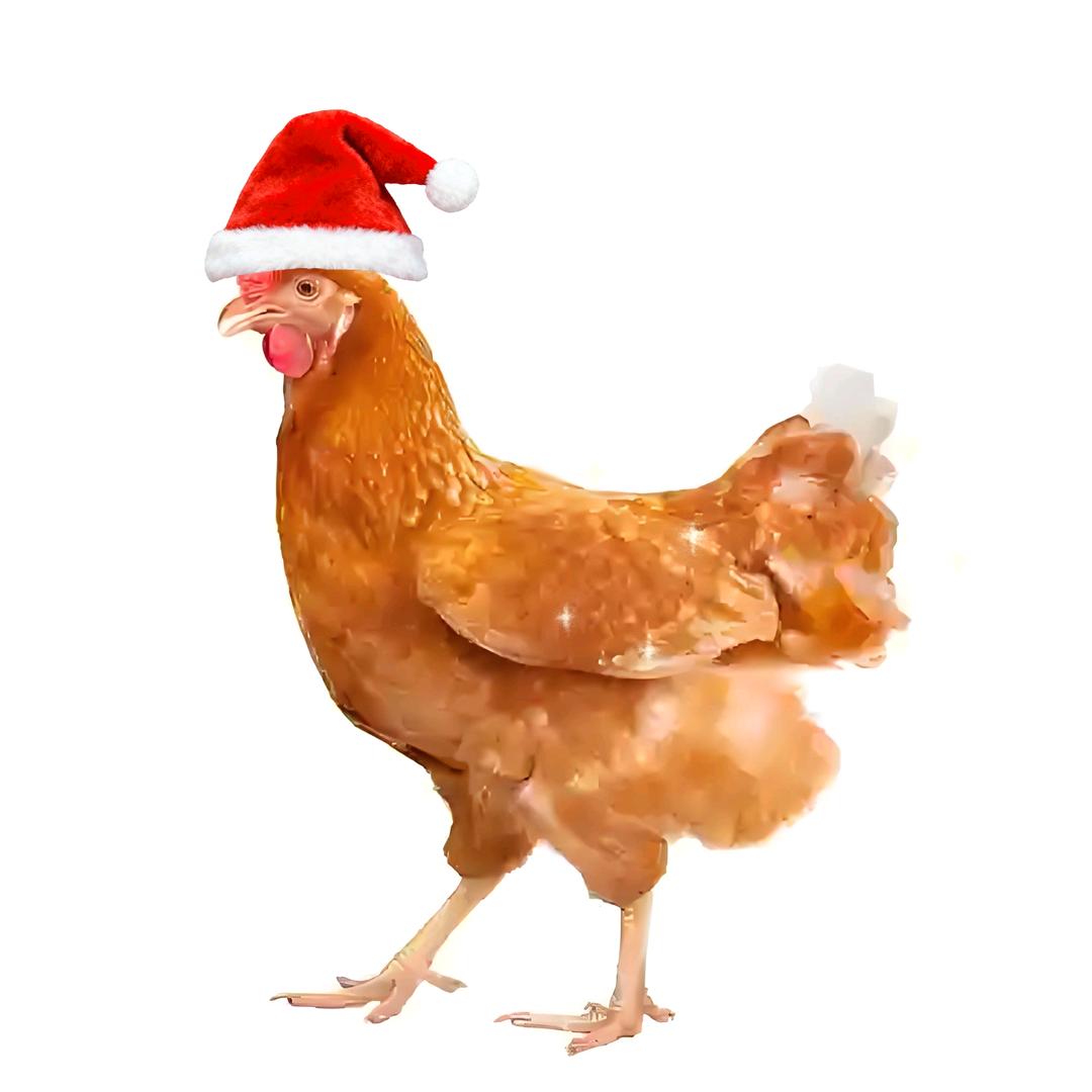 🐔🐔🐔🐔🐔🐔🐔🐔🐔🐔