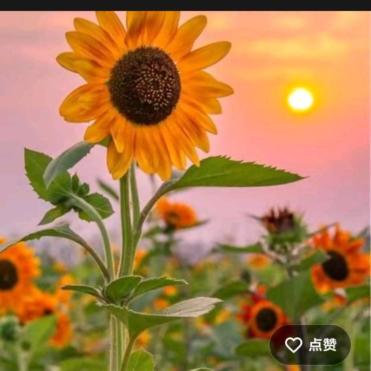 @向阳而生