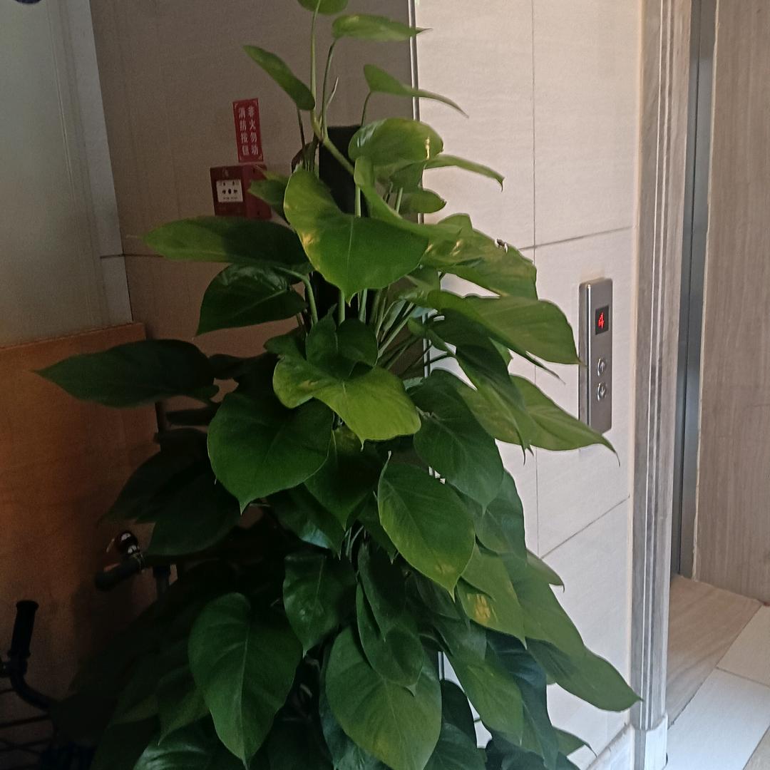 祝融三楼王永红