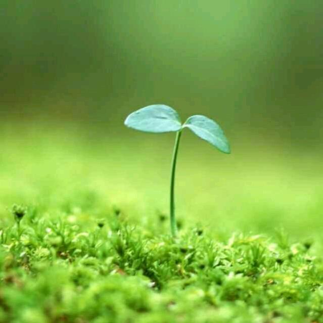 小花雕