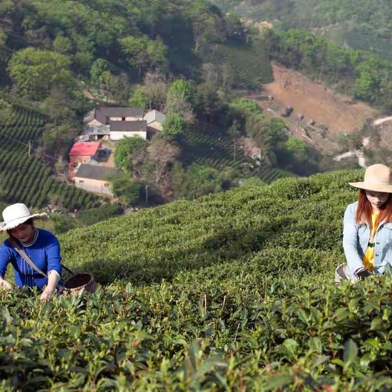 商城县水电安装顶峰茶场