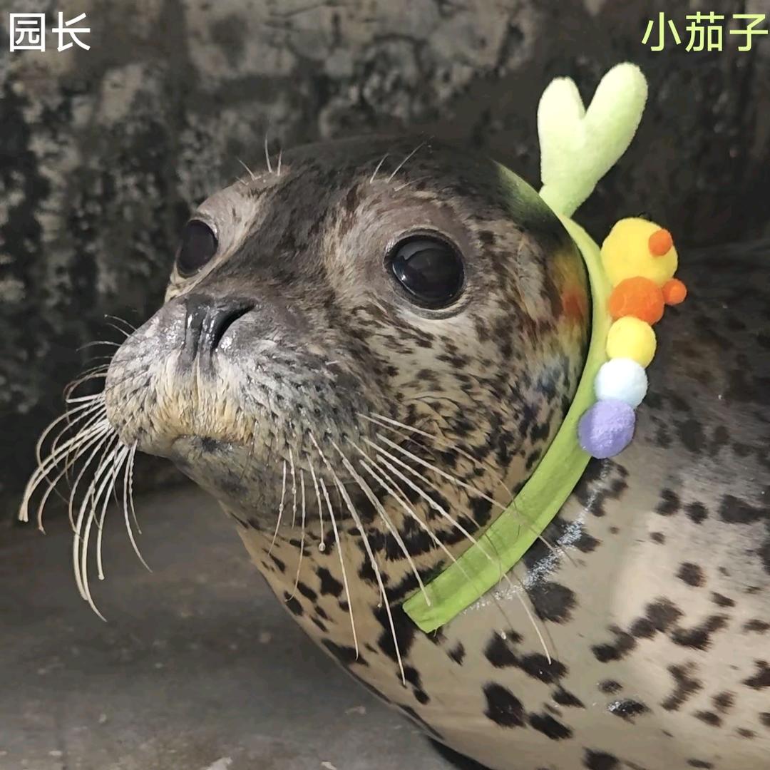 aaa疏通马桶豹师傅（LURE🐟