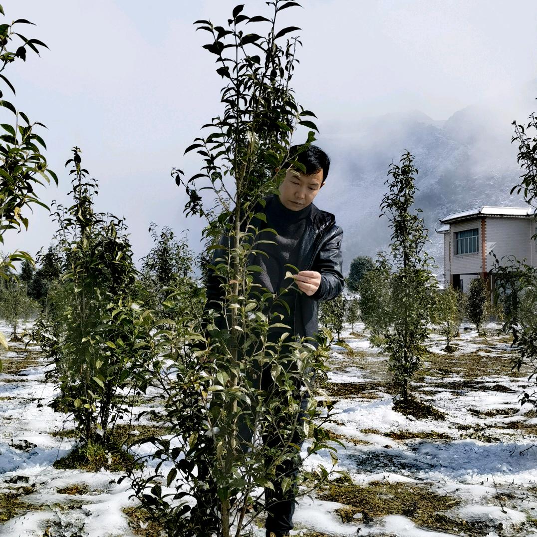 贵州纳雍县山外山茶业公司