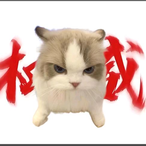 小鱼不吃猫🐾