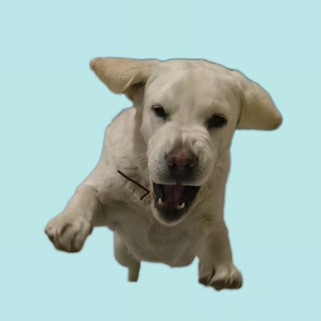 拉不拉多🐷🐷