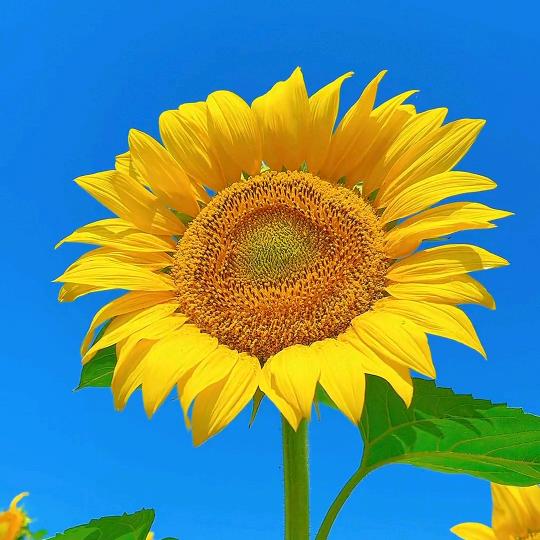 李小品🌻