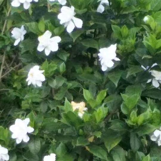 飞哥🤙🌹🌹🌹