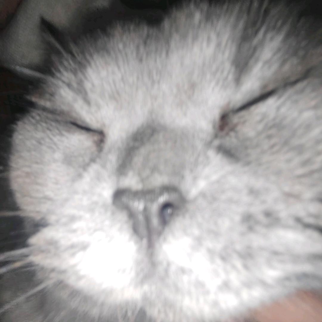 小᳐猫᳐੭