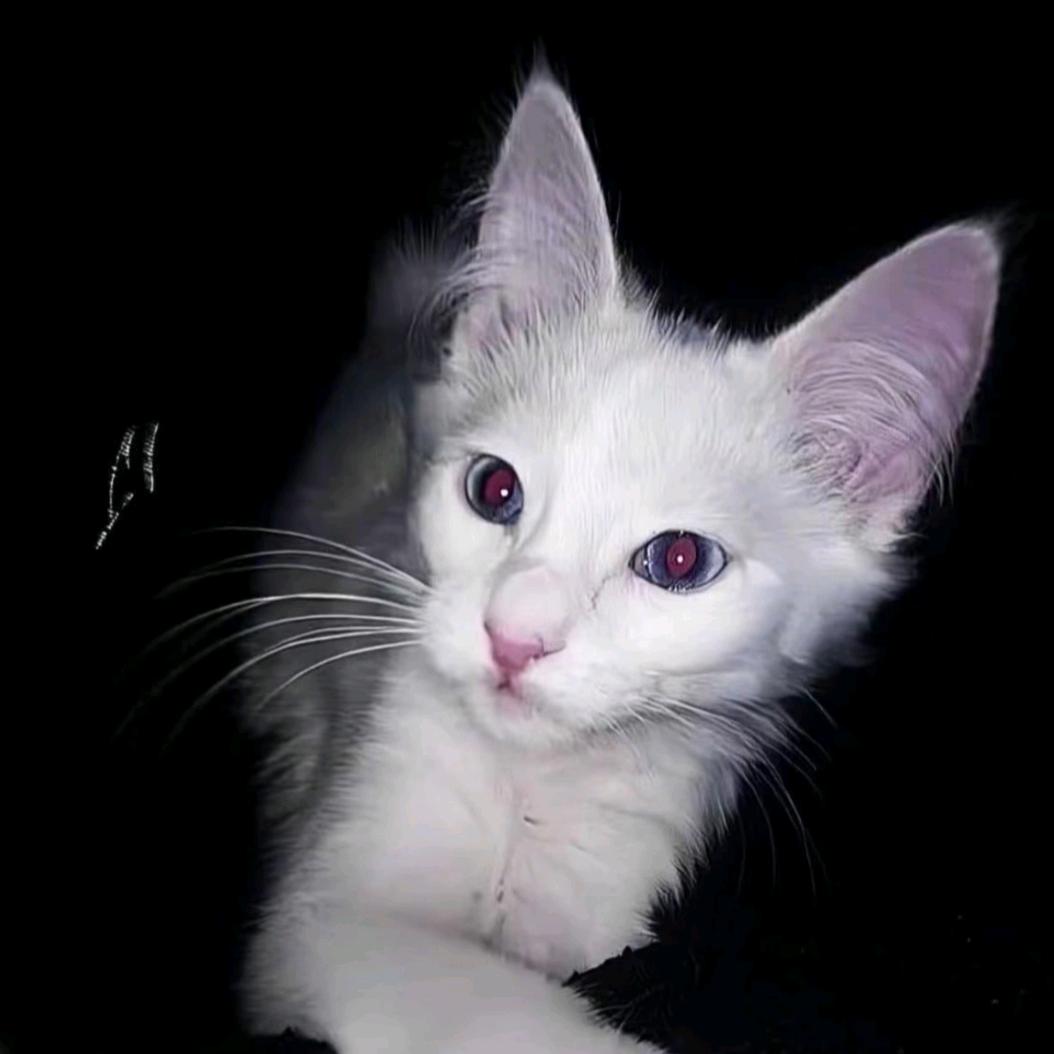 (=^･^=)