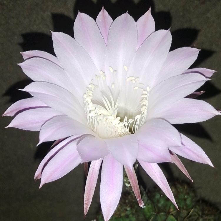 朱慧