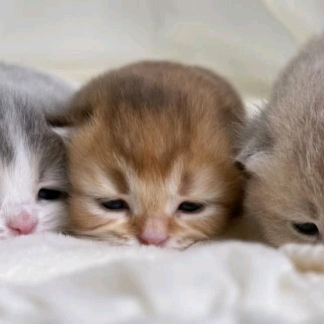 烤冷面加里脊肉+绿妍青柠茶少冰少糖