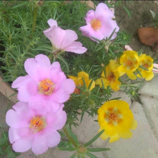 ღ᭄ꦿ꯭乄꧔ꦿ᭄💞