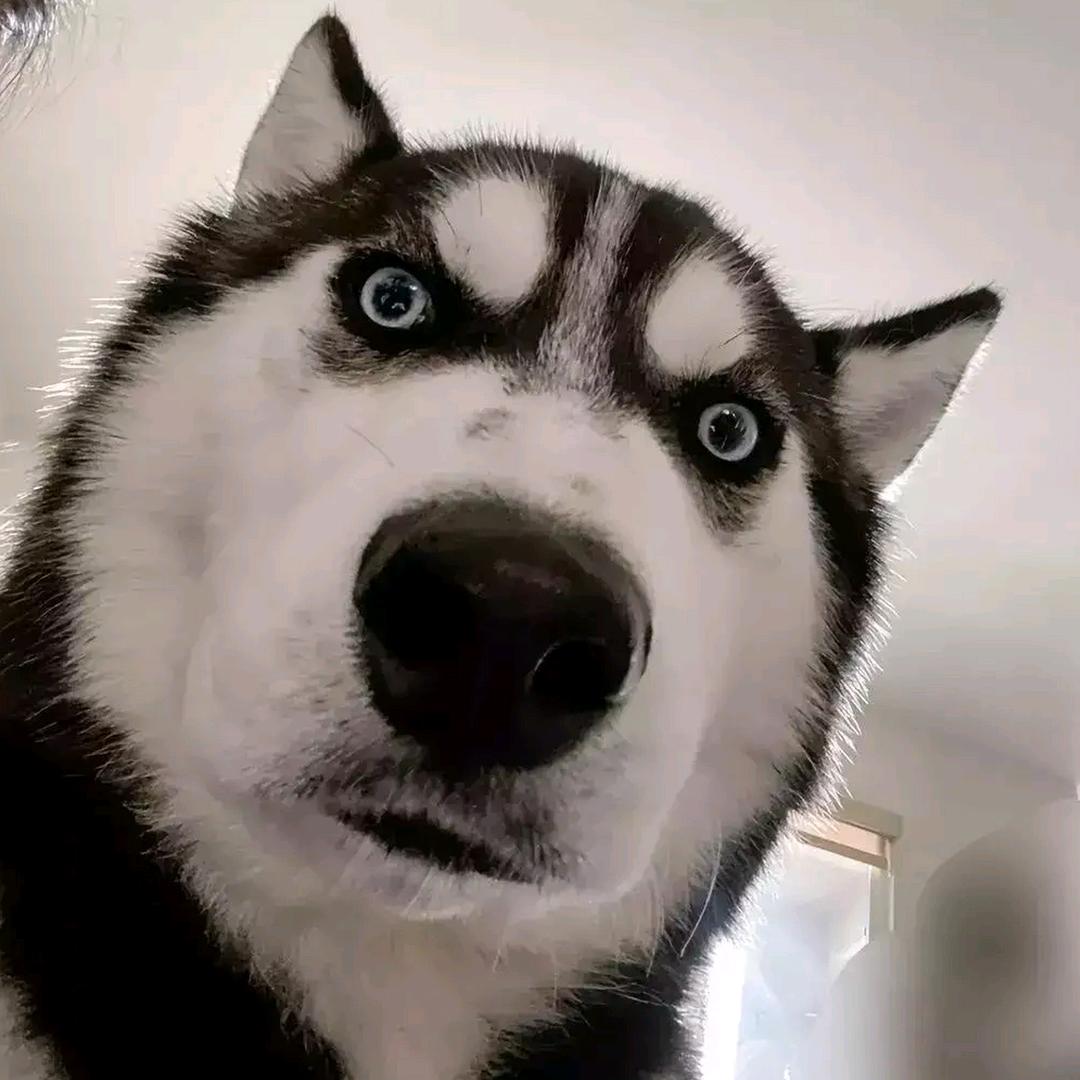 接着忽悠👾