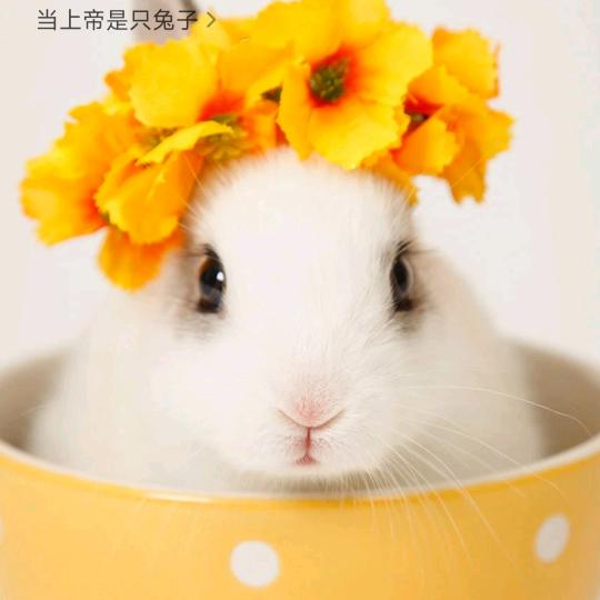 桃桃(๑• . •๑)妈