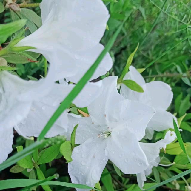 এ༂别动情ꦿ会殇ꦿএ
