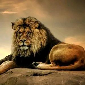 @涛总🔥（最高贵农民工）