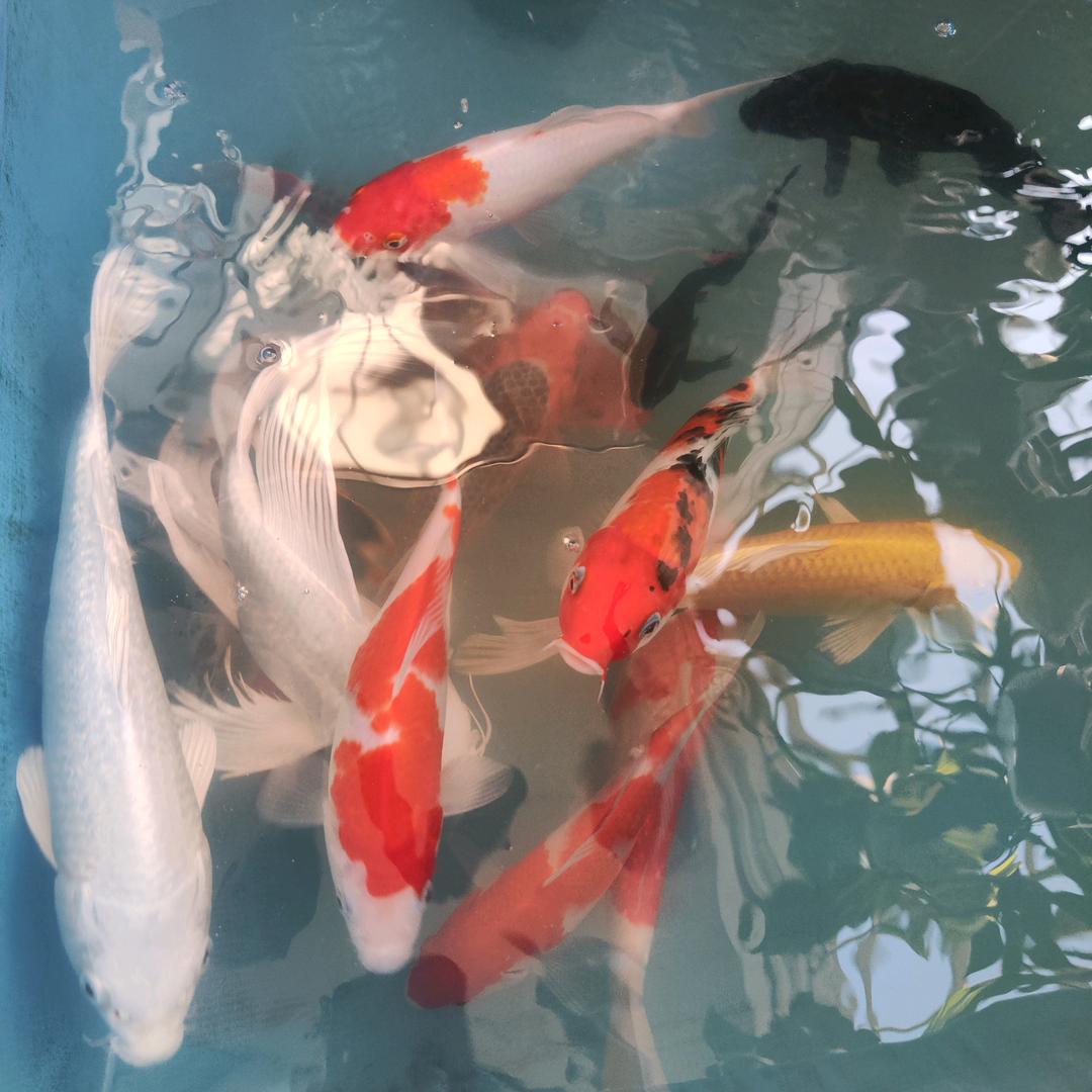 罗密欧与猪过夜