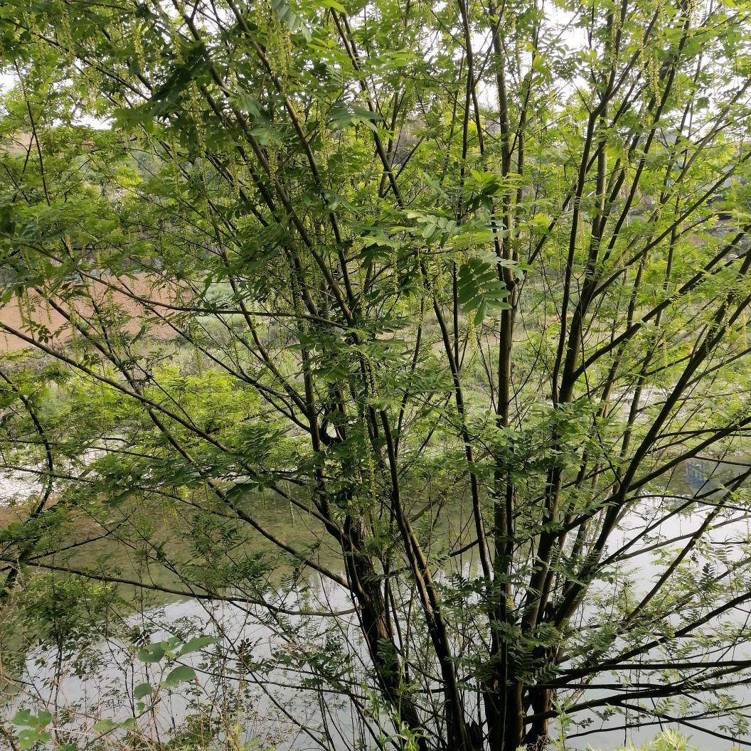 老农民