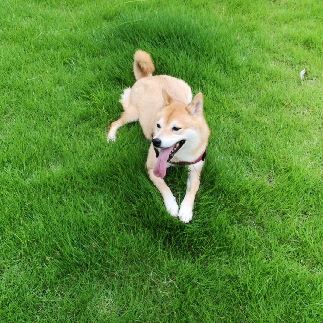 曹曹
