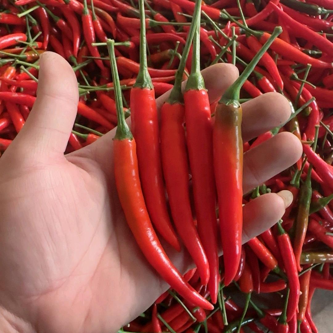三永小米椒精选