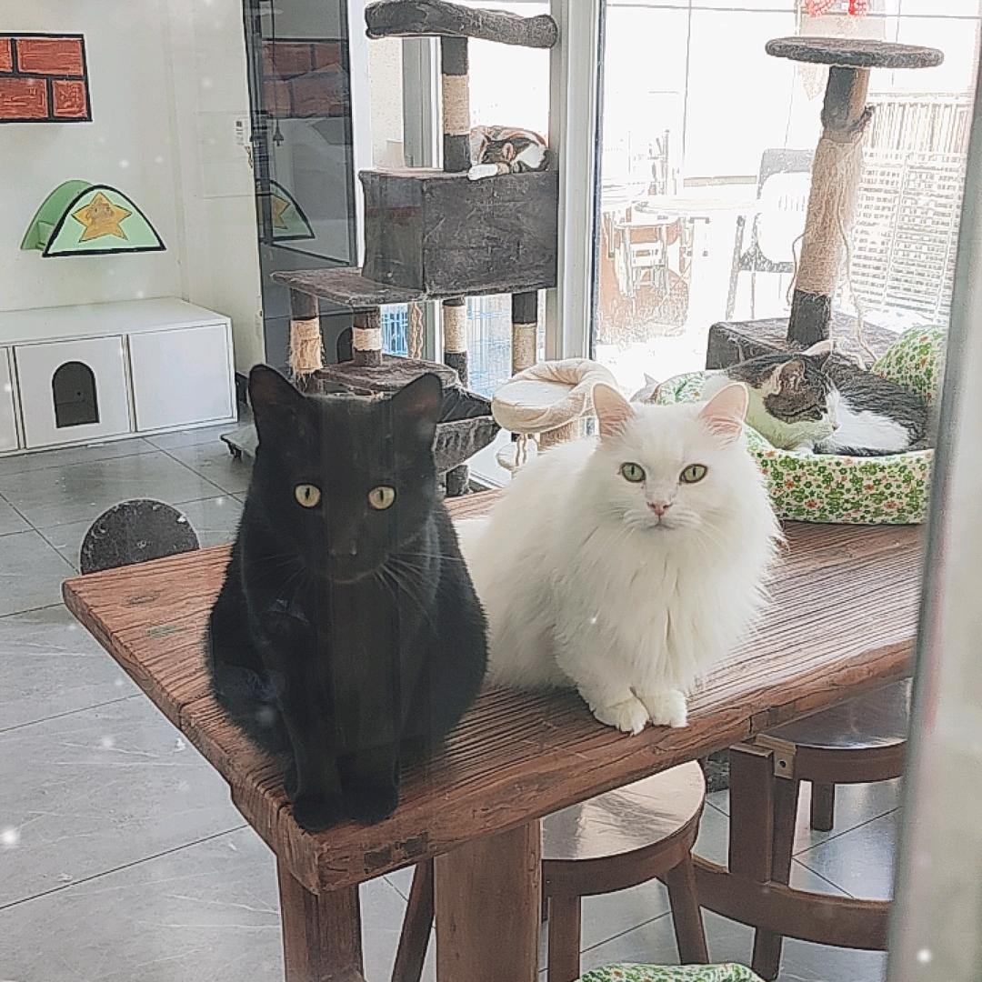 崇川区蒲公英宠物店（港闸桂花店）