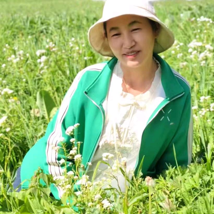 新疆 春兰 开播不定时