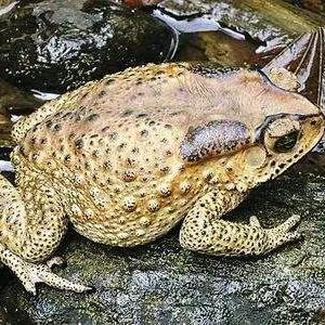 金蟾世家