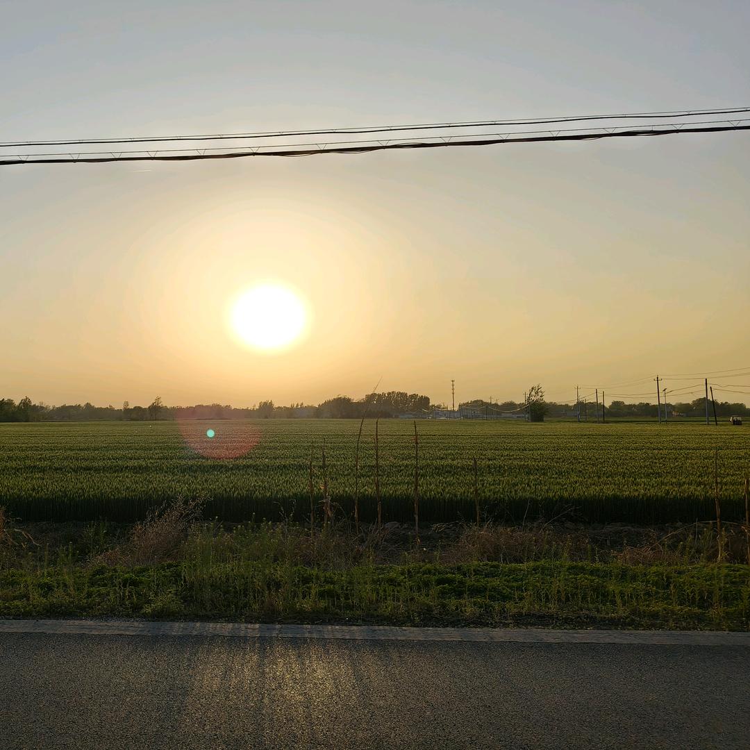 槐花满树（助力新人涨粉互关）